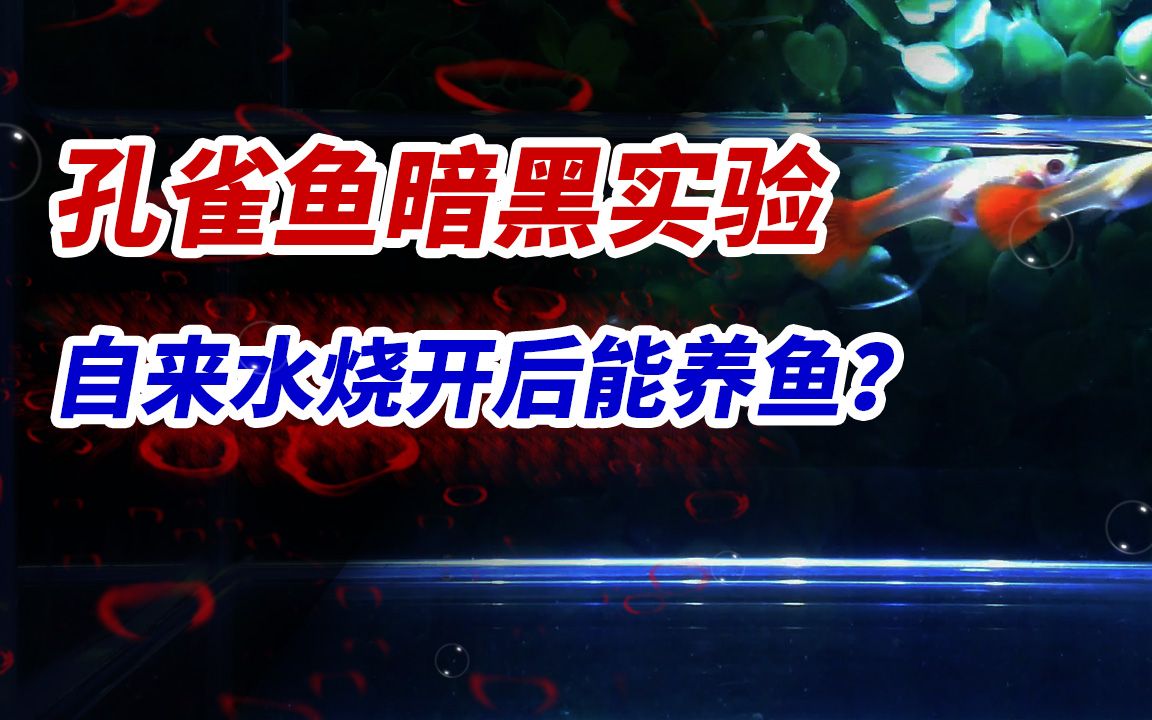 孔雀鱼暗黑实验!自来水烧开后能养鱼吗?白开水能养孔雀鱼吗?哔哩哔哩bilibili