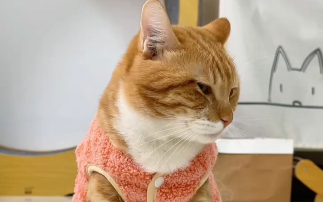 喝水就喝水非要洗脚 "橘猫 "搞笑猫咪