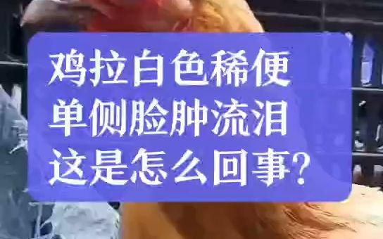 小鸡闭眼张嘴伸脖子喘气怎么办?鸡怪叫,尖叫,咳嗽,呼噜是怎么了?哔哩哔哩bilibili