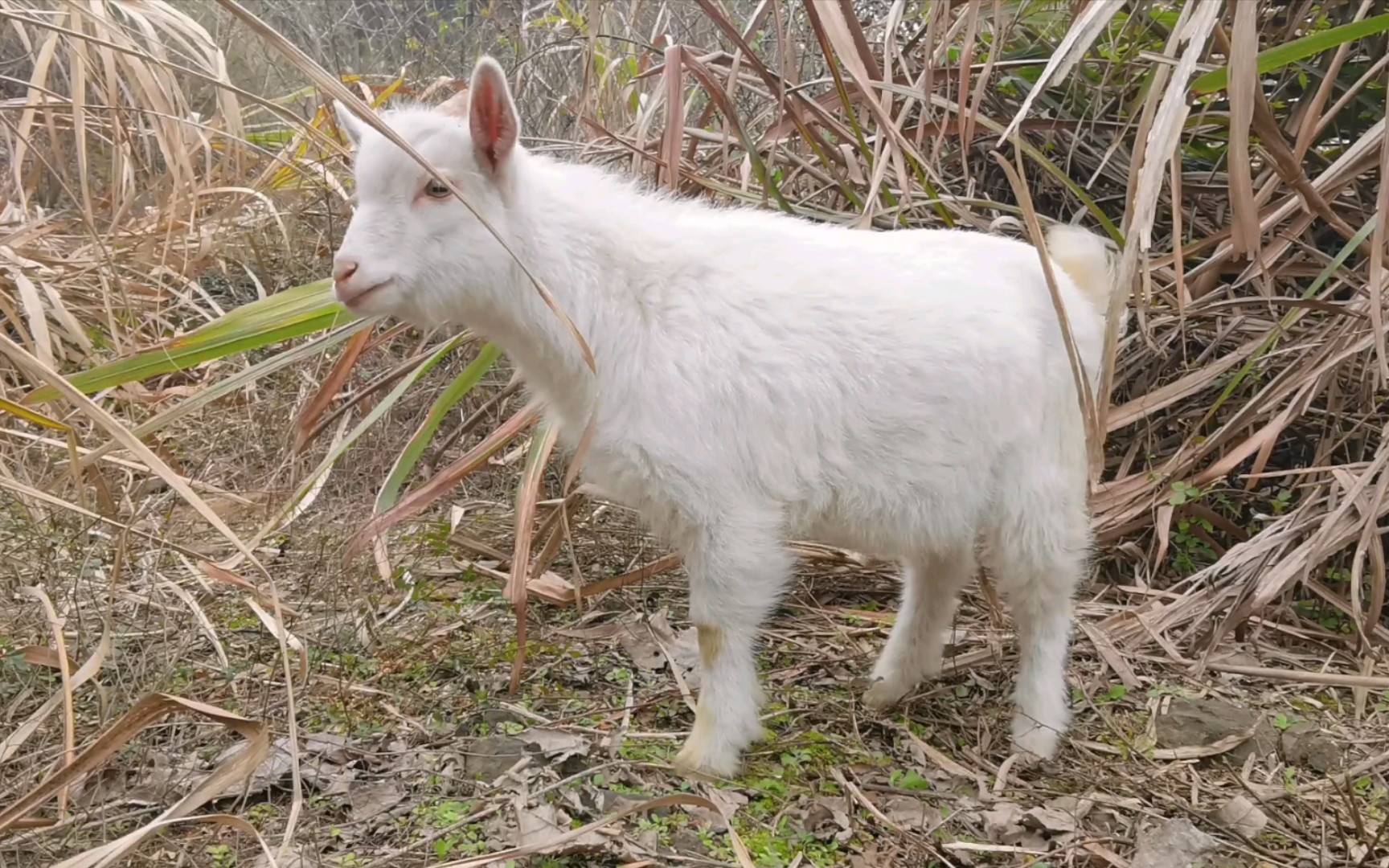 2022年2月16日养羊记录 小羊落单了,蚌埠住了,咩咩咩叫,_哔哩哔哩