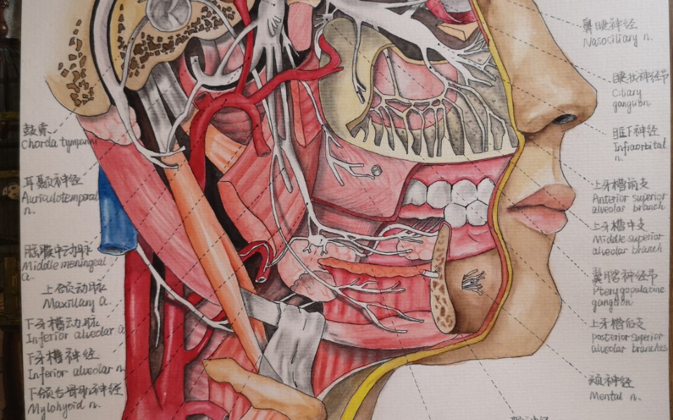 水彩手绘【三叉神经外侧面】_哔哩哔哩_bilibili