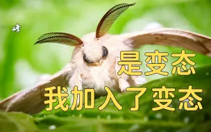 Download Video: 为了长出翅膀飞上天空，昆虫究竟付出了什么？【古生物三千问】