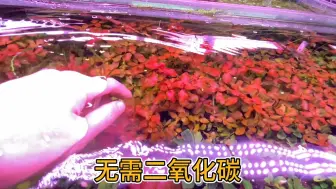 下载视频: 紫红丁香水草