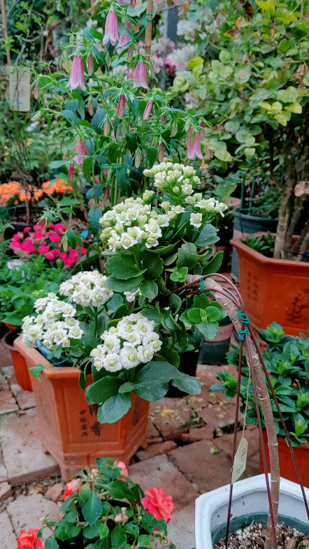 长寿花棒棒糖(绿巴黎),风铃草