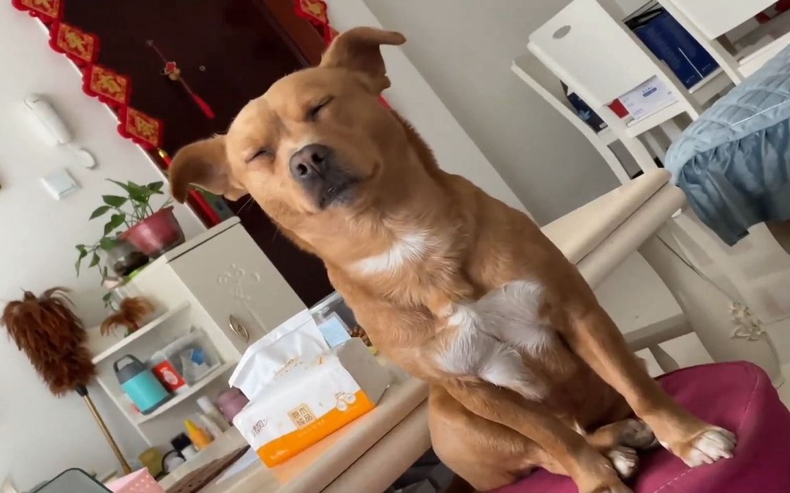 狗子站着都能睡着的嘛!