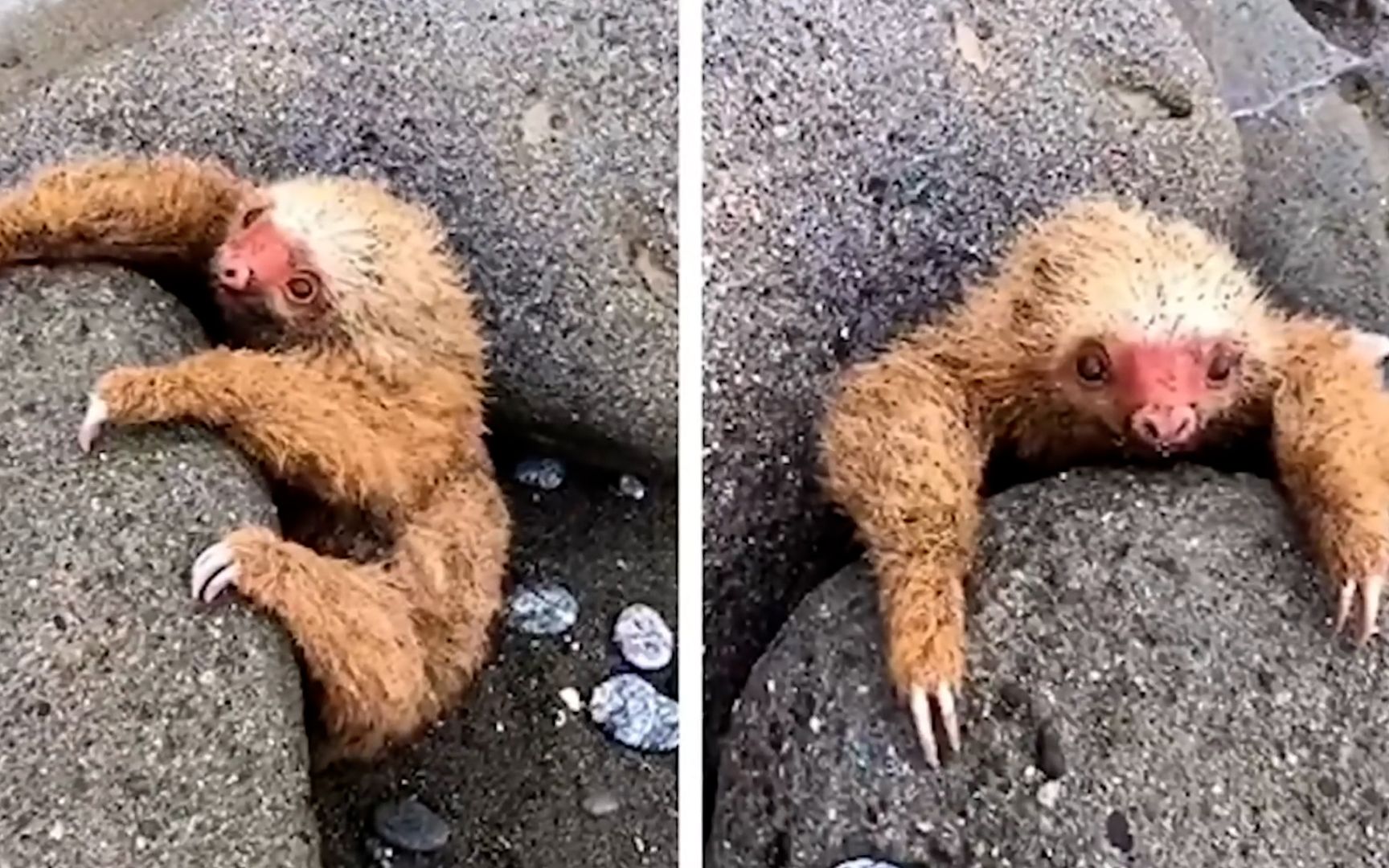 15个向人类求救的动物,小树懒被困巨石中,它该怎么办?