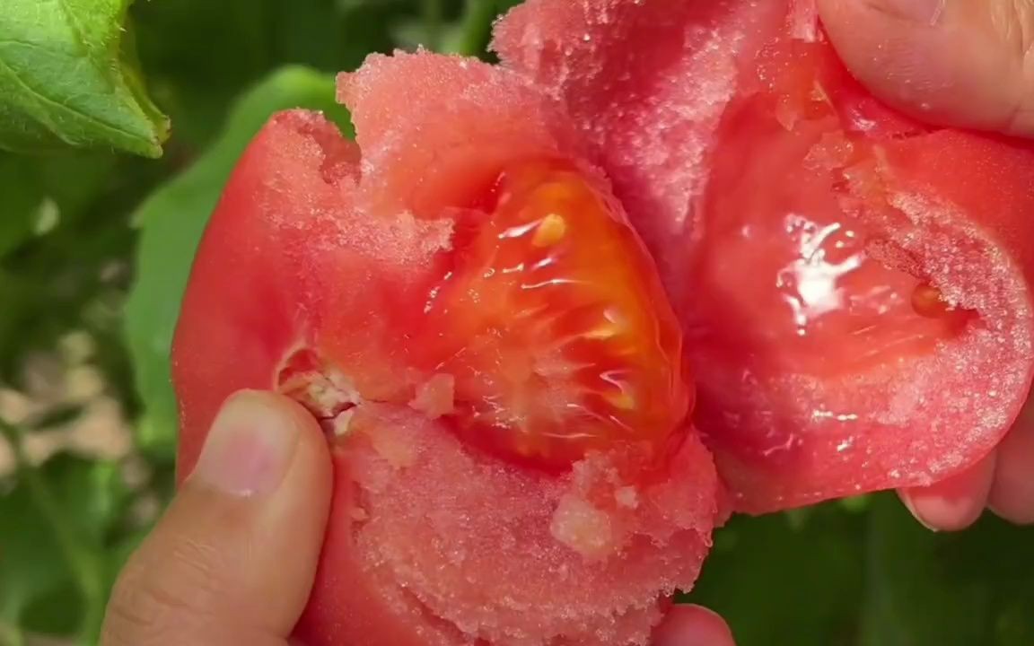 甘肃沙瓤西红柿生吃新鲜蔬菜番茄自然熟粉红西红柿洋柿子