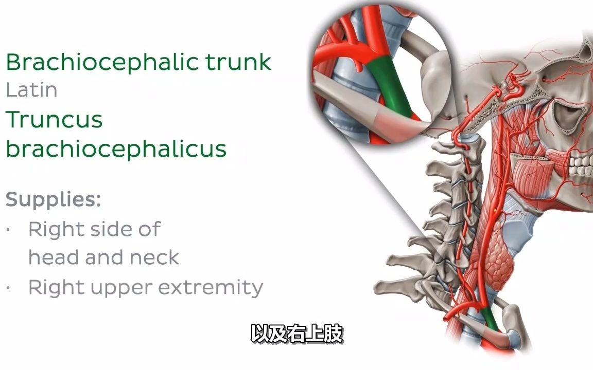 头部动脉颈内动脉和颈外动脉人体解剖学哔哩哔哩bilibili