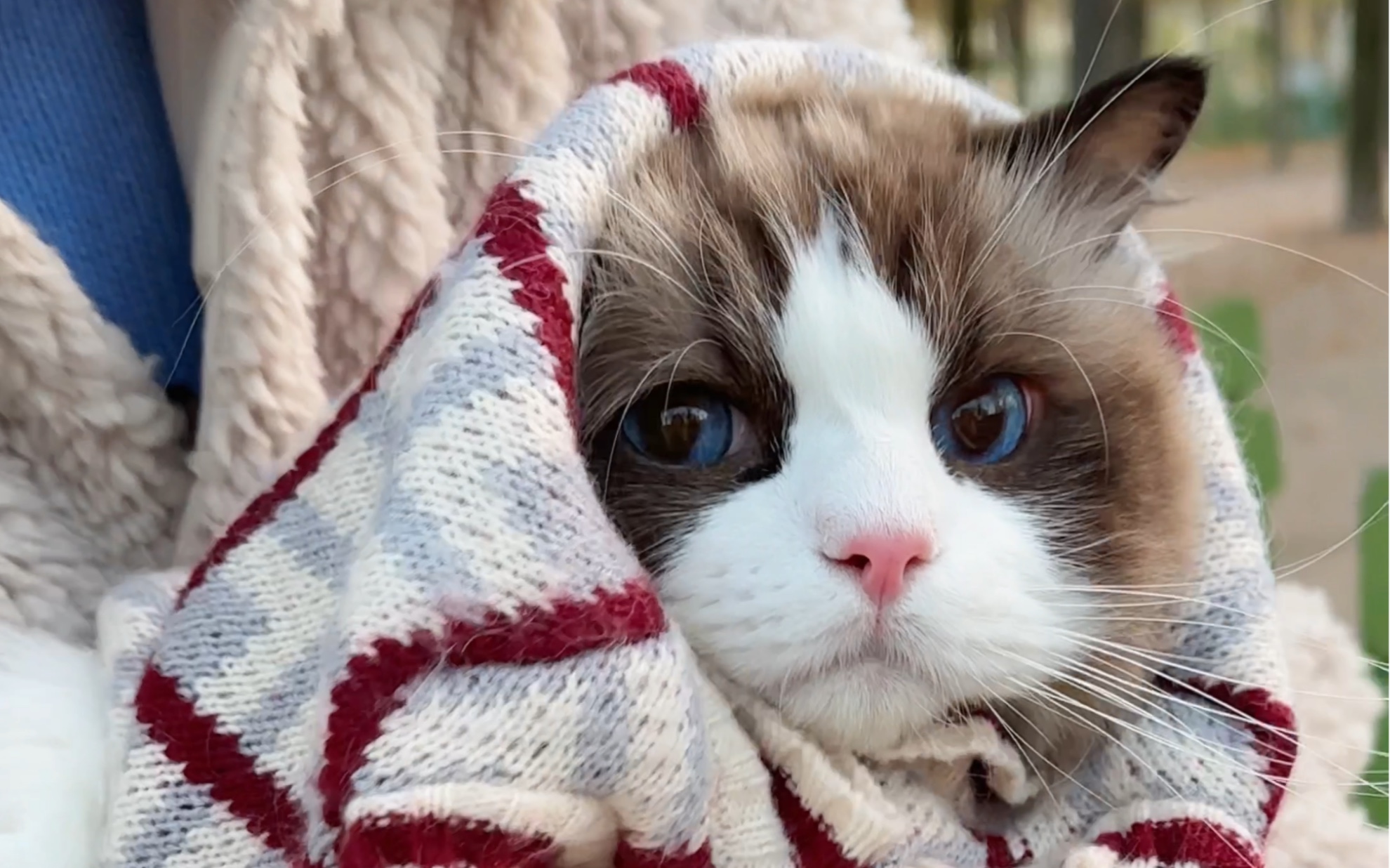 带小猫咪逛巴黎 好奇小猫的天地又变大了!