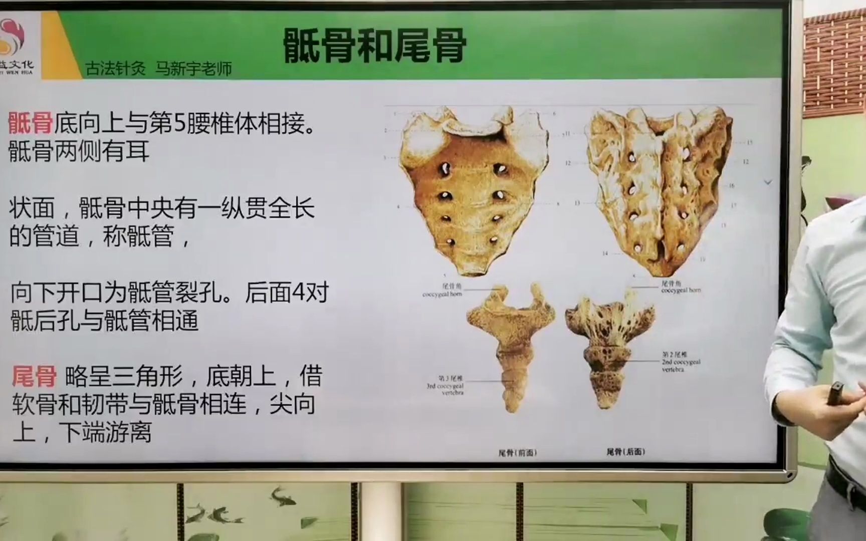 經益古法針灸必備解剖知識:骶骨和尾骨