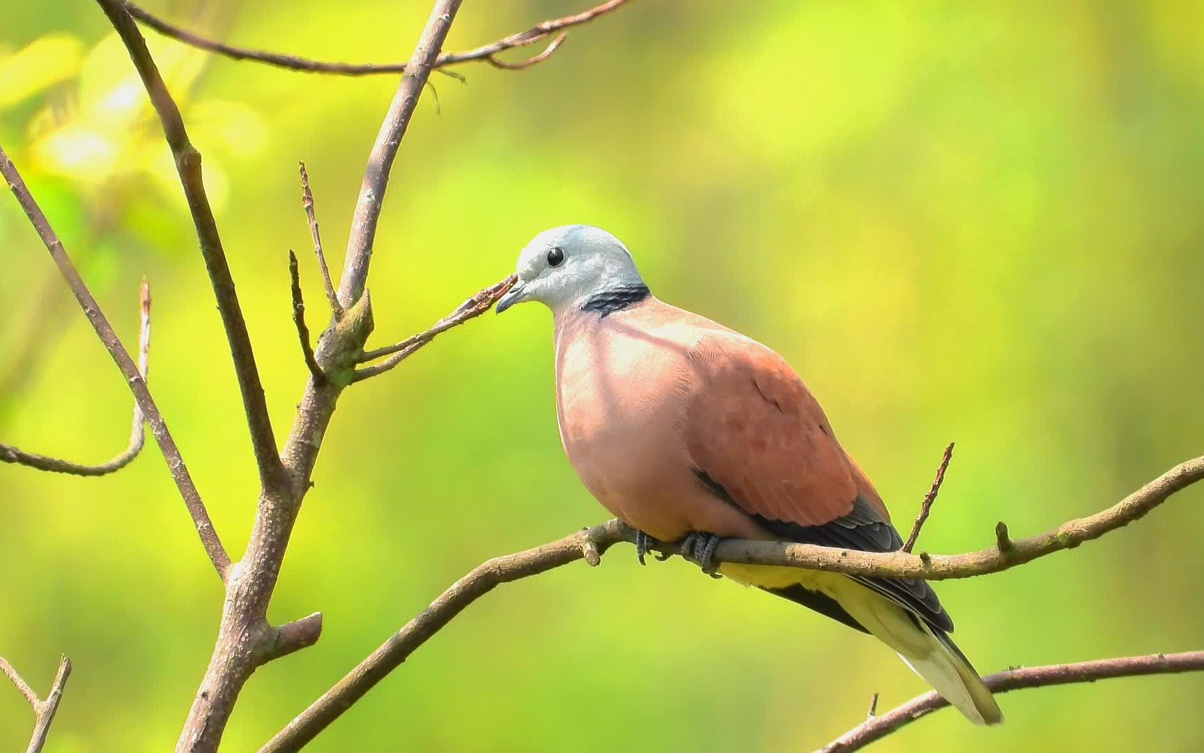 原生态野生鸟火斑鸠,少见的火斑鸠公鸟,真的好漂亮哟