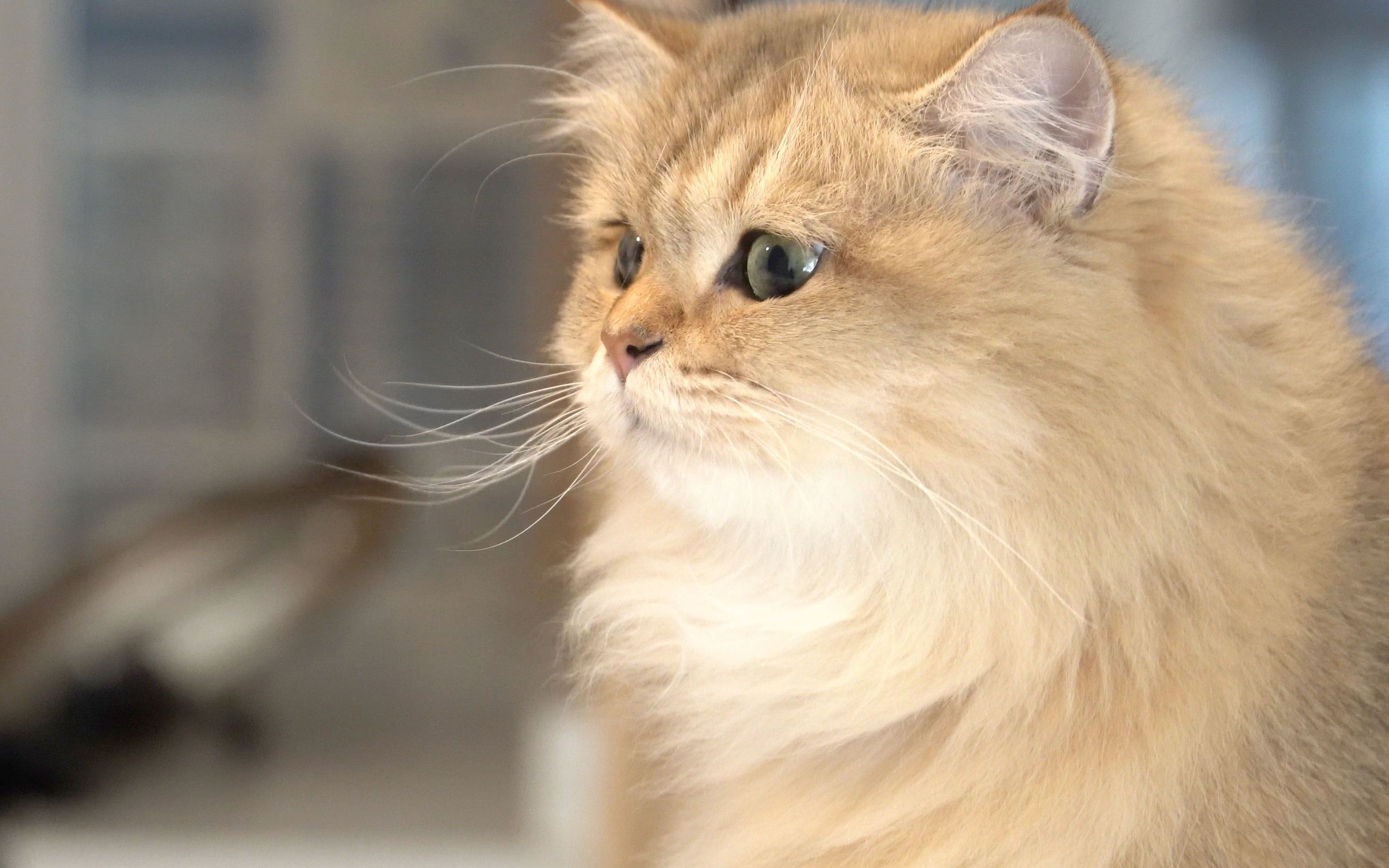 金渐层麻糬偷闻剩菜被当场抓获想要骂人却又不敢麻 