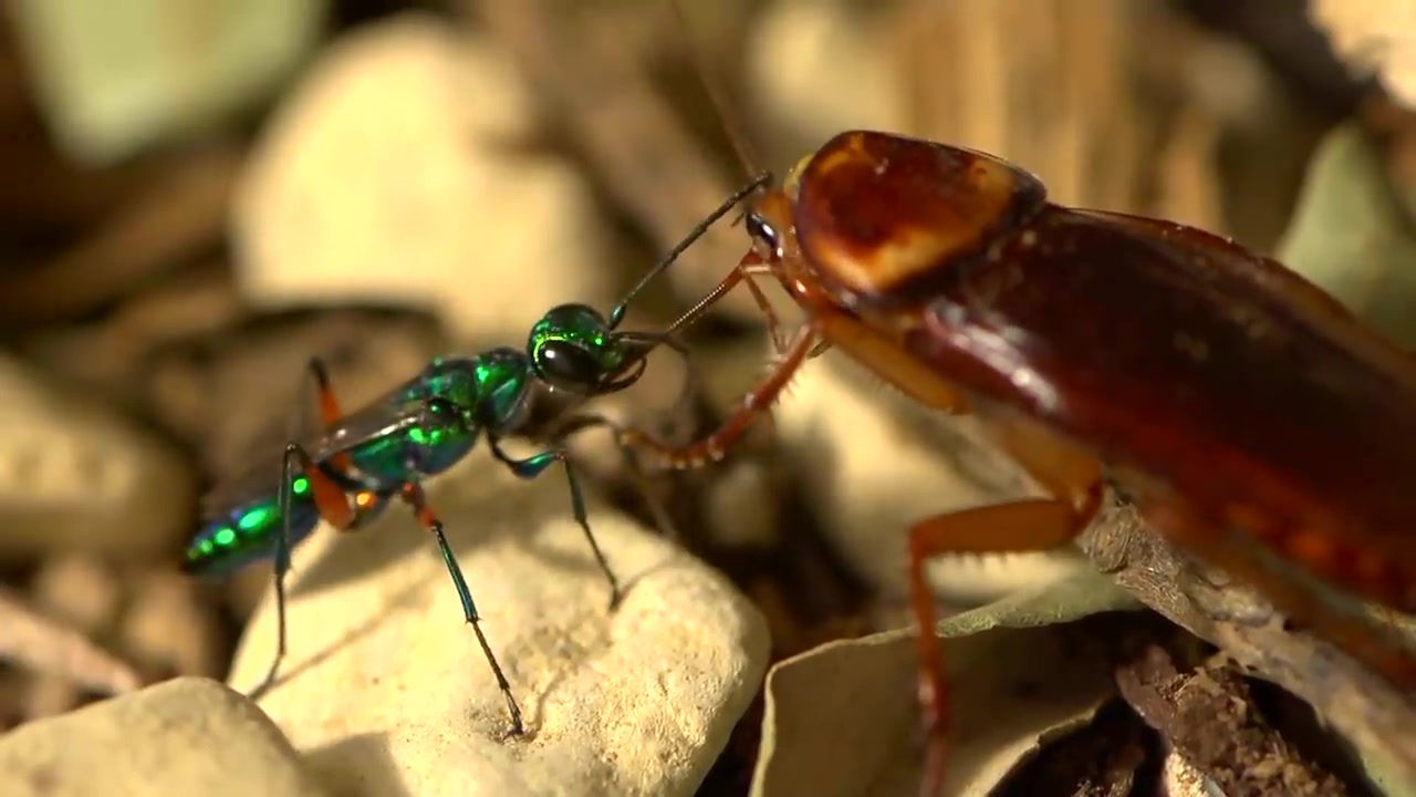 beautifulwaspzombifiescockroach寄生蜂如何寄生蟑螂