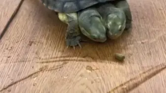 Скачать видео: 双头龟抢食 一个头还生气了