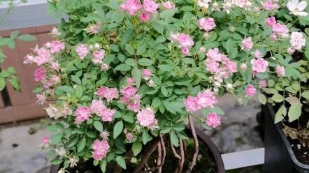 世界上最小的月季花 金平糖盆景 哔哩哔哩 Bilibili