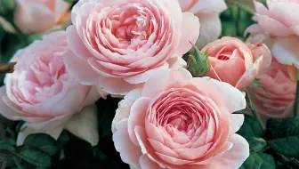 瑞典女王 茶花女月季复花啦 懒花 不存在的 第二波花正在进行中 哔哩哔哩 Bilibili