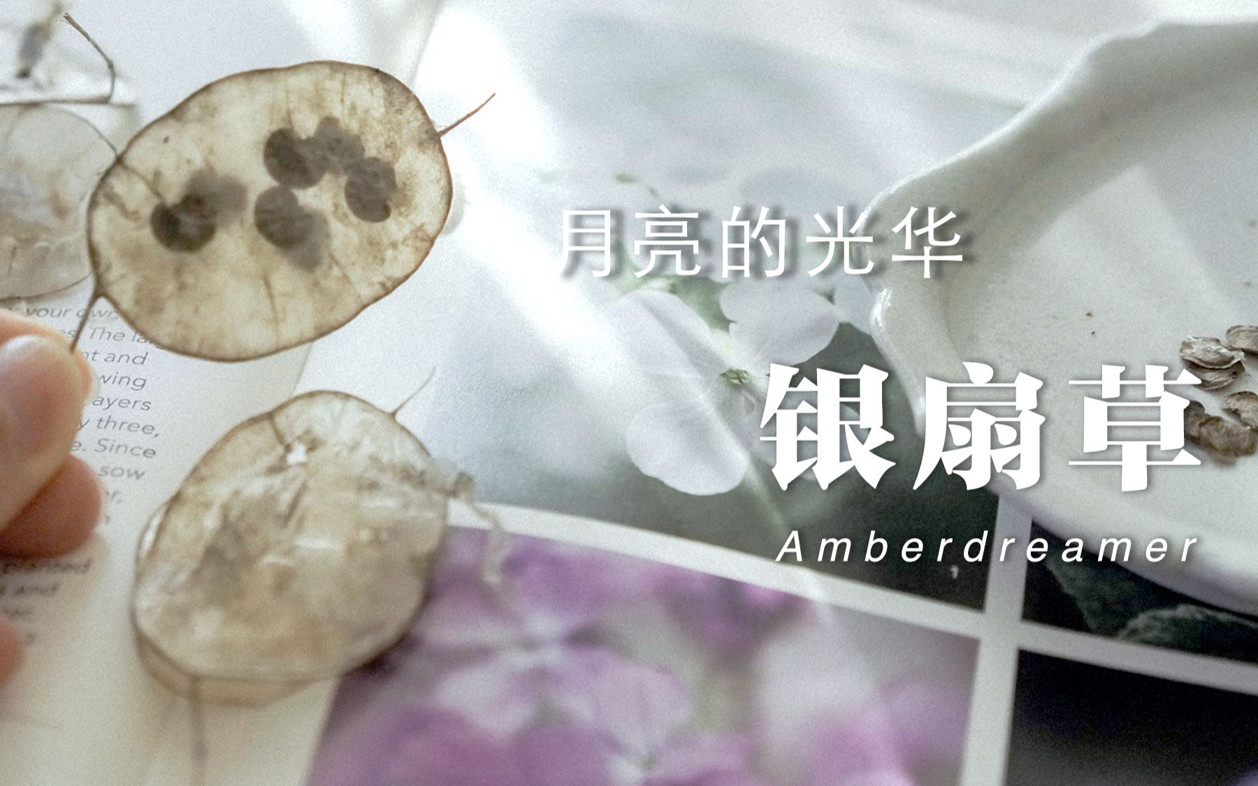 [图]【#20-Amber花园】与新奇植物相遇，在花园里种下“月亮”，银扇草，你是否也曾遇见？