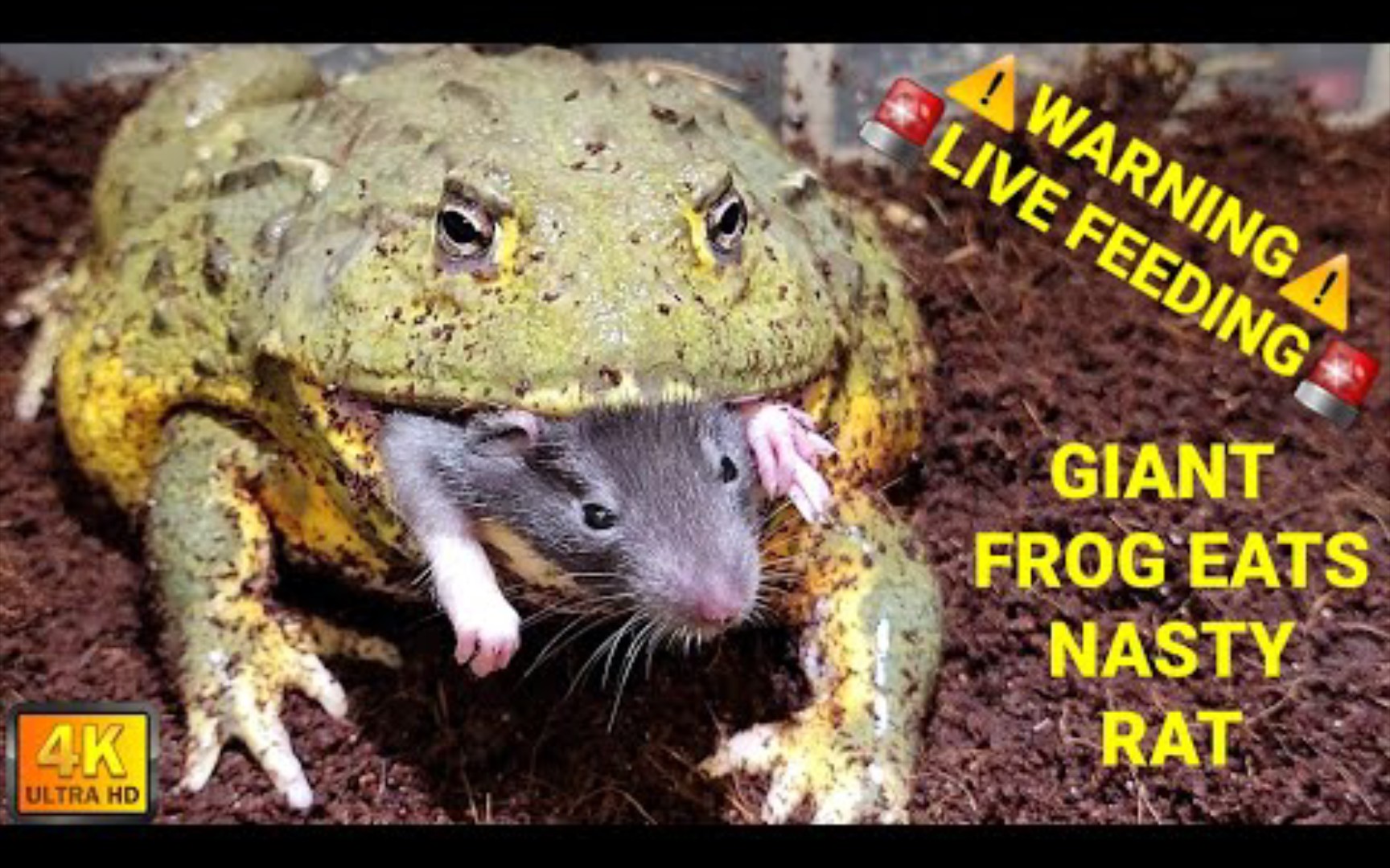 活动  牛蛙吃小老鼠41【高清】【4k】【现场喂食警告7215】