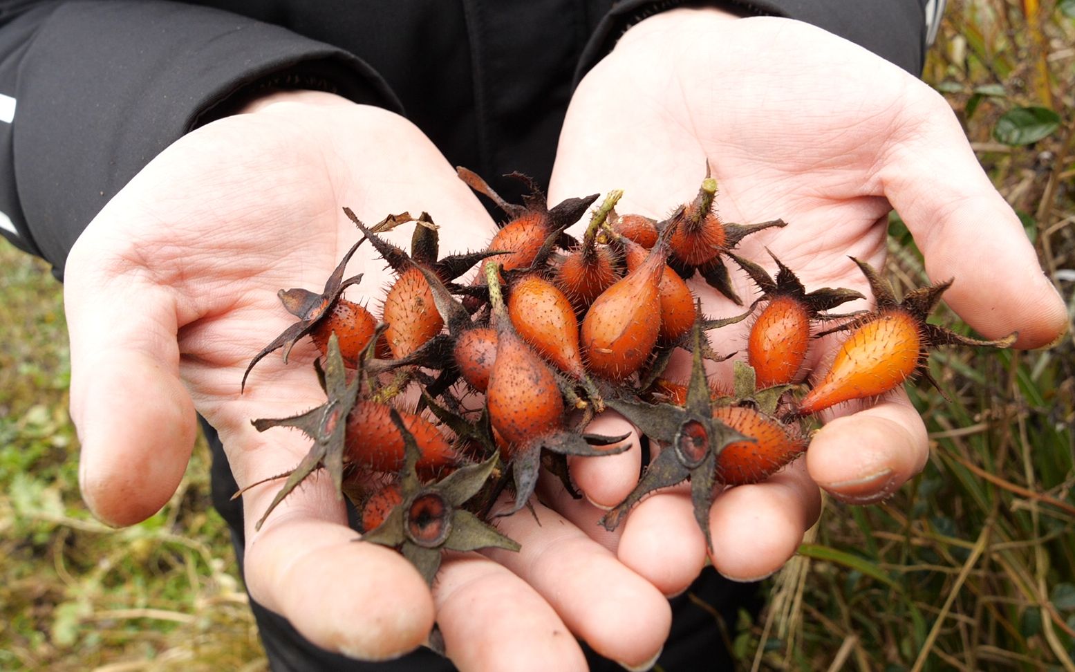 这野果浑身是刺,欢子当宝贝带回家,农村男孩子小时候都吃过