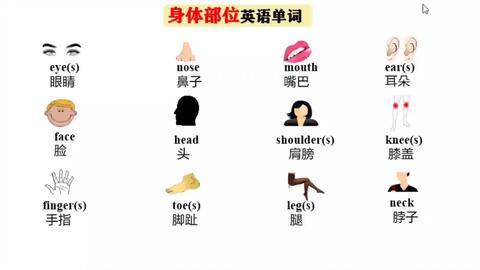 英语分类单词 身体部位 自然拼读 哔哩哔哩