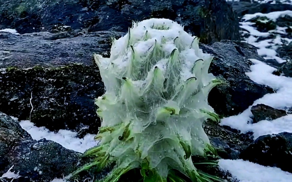 高原上的水母雪莲花,太漂亮了哔哩哔哩bilibili