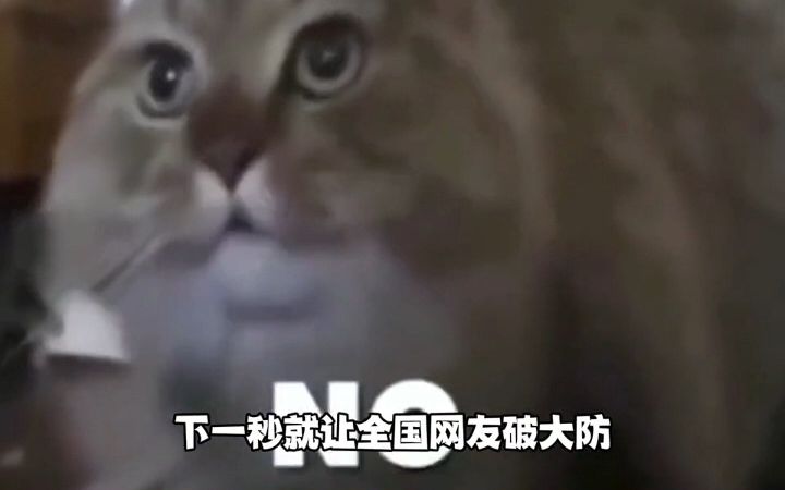 他一句开始喂猪我人傻了!猪吃的都比我好系列哔哩哔哩bilibili