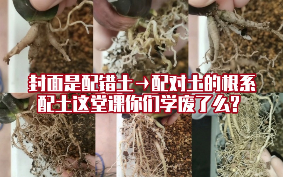 【十二卷】[干货/实践/养根]配土教学,你的配土卡到干湿循环的适合点了吗?哔哩哔哩bilibili