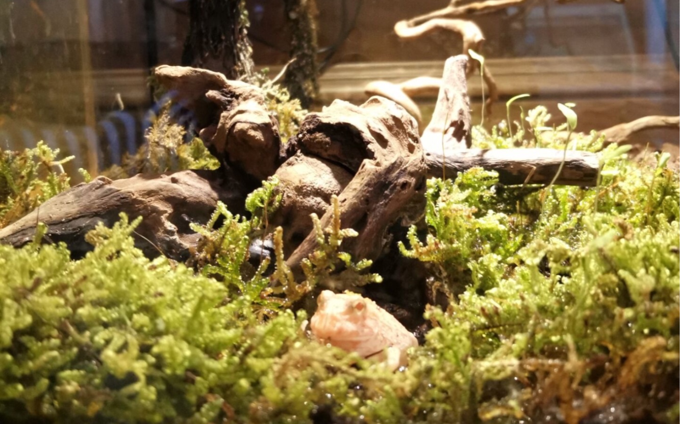 零维护角蛙水陆缸-开缸第一个月