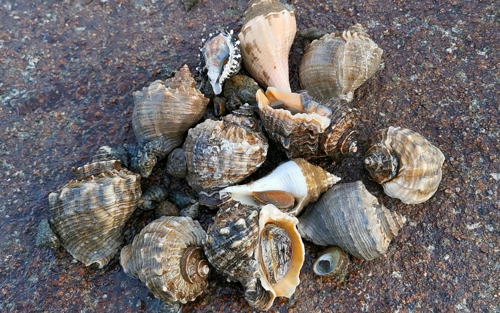 赶海意外闯进"螺岛",大志连捡十几个大螺,又肥又大爽翻了