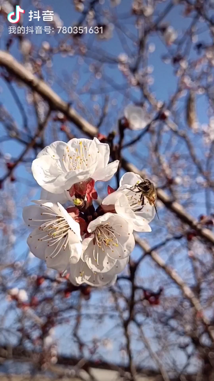 [图]李花开啦