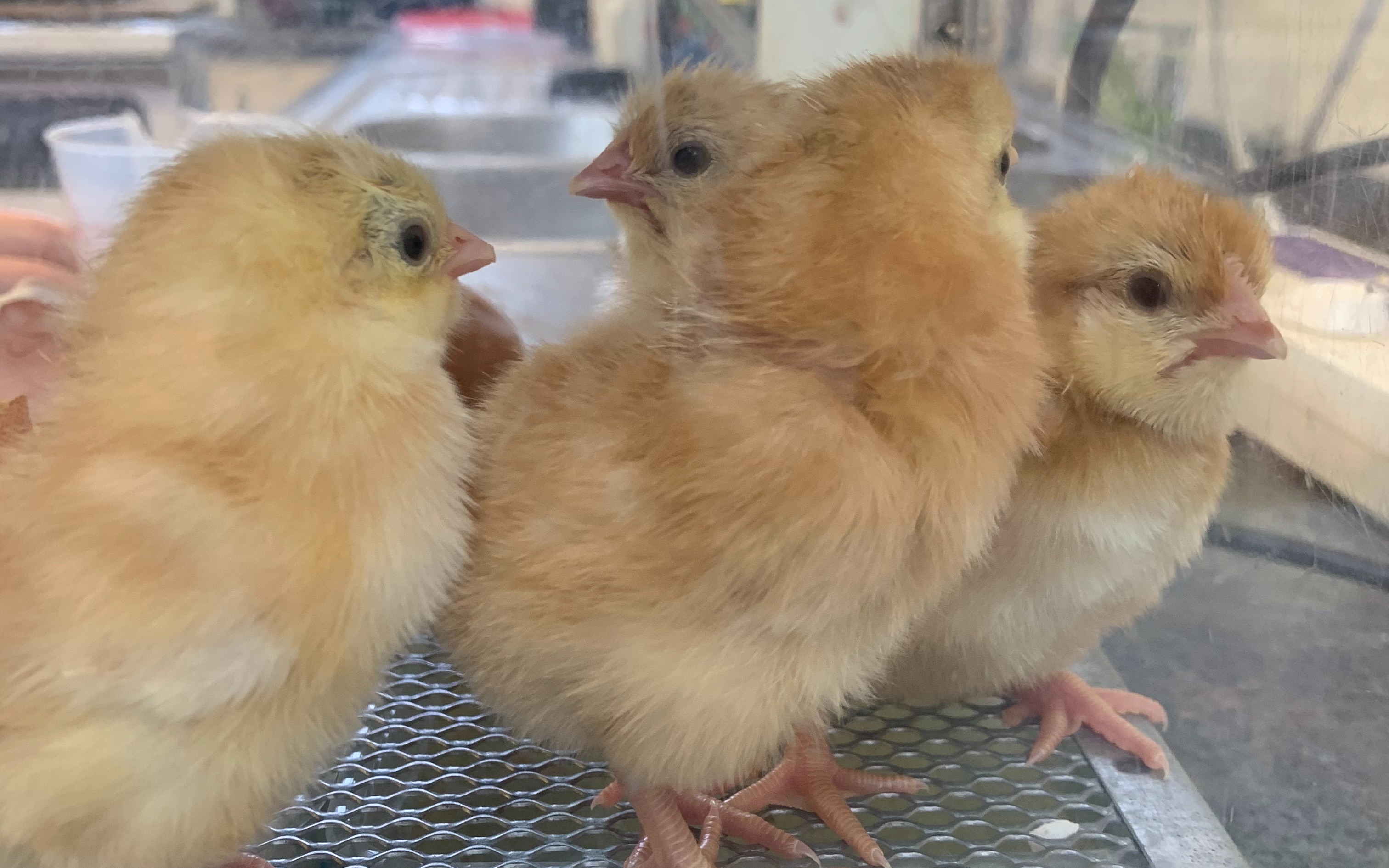 可爱小生命的降生