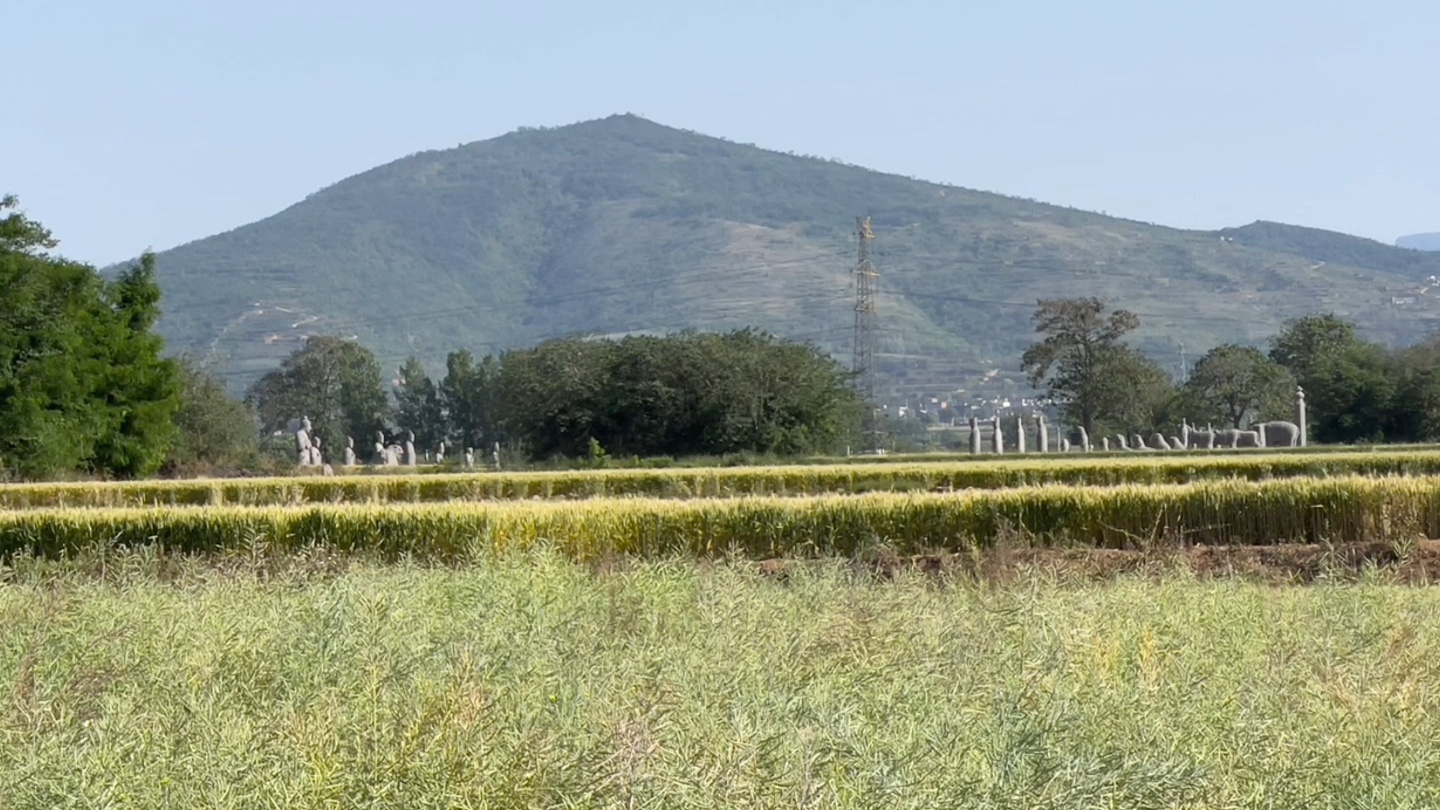 [图]簌簌衣巾落枣花，村南村北响缫车，牛衣古柳卖黄瓜。酒困路长惟欲睡，日高人渴漫思茶，敲门试问野人家。田野文物的妙处，苏东坡《浣溪沙》，最相应？#寻宋记