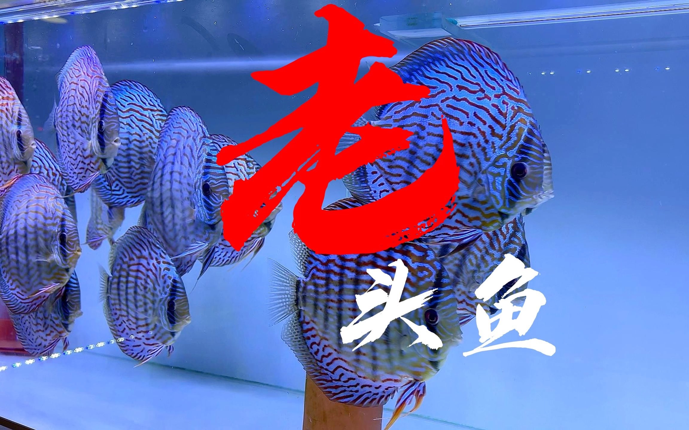 七彩神仙鱼老头鱼图片