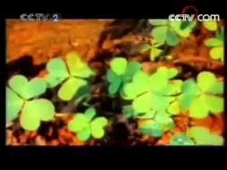 Download Video: 【本工作室·朝花夕拾】2008上半年某日的CCTV2开台片段