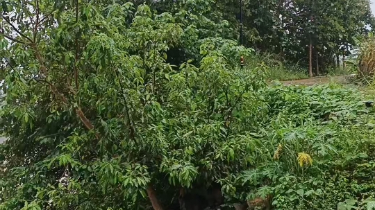 吾不识靑天高,黄地厚.唯见江心秋月白,雨浑,雾重.哔哩哔哩bilibili