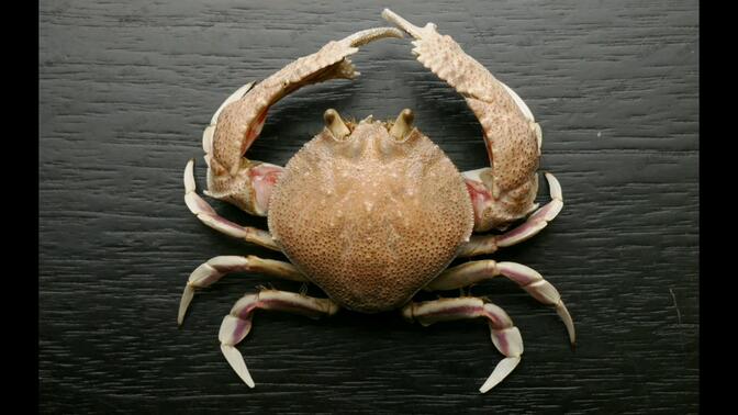 螃蟹标本(颗粒圆壳蟹,五角暴蟹,咖啡南海溪蟹(暗红),果绿南海溪蟹)