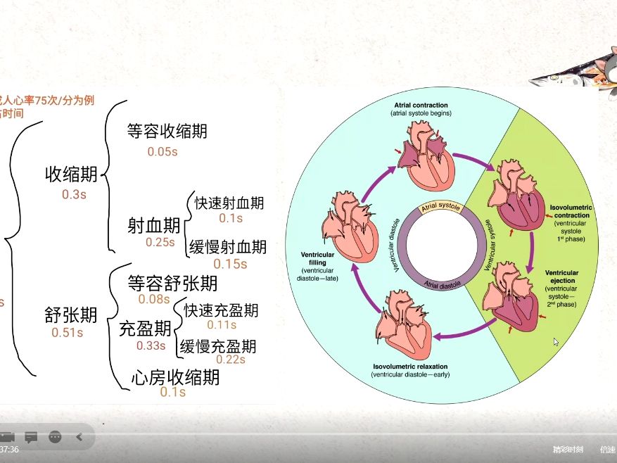 心臟超聲4,心臟生理學基礎