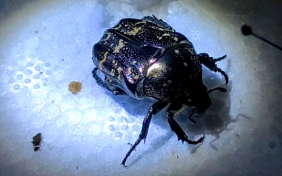 买独角仙的时候送的金龟子幼虫 终于可以开土蛋子了