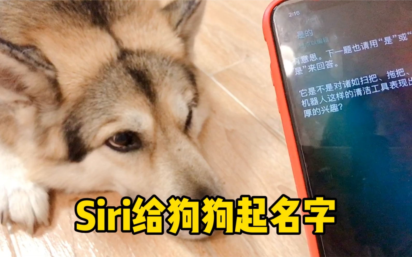 Siri给狗狗起的名字还挺好听,考虑给她改名啦哔哩哔哩bilibili