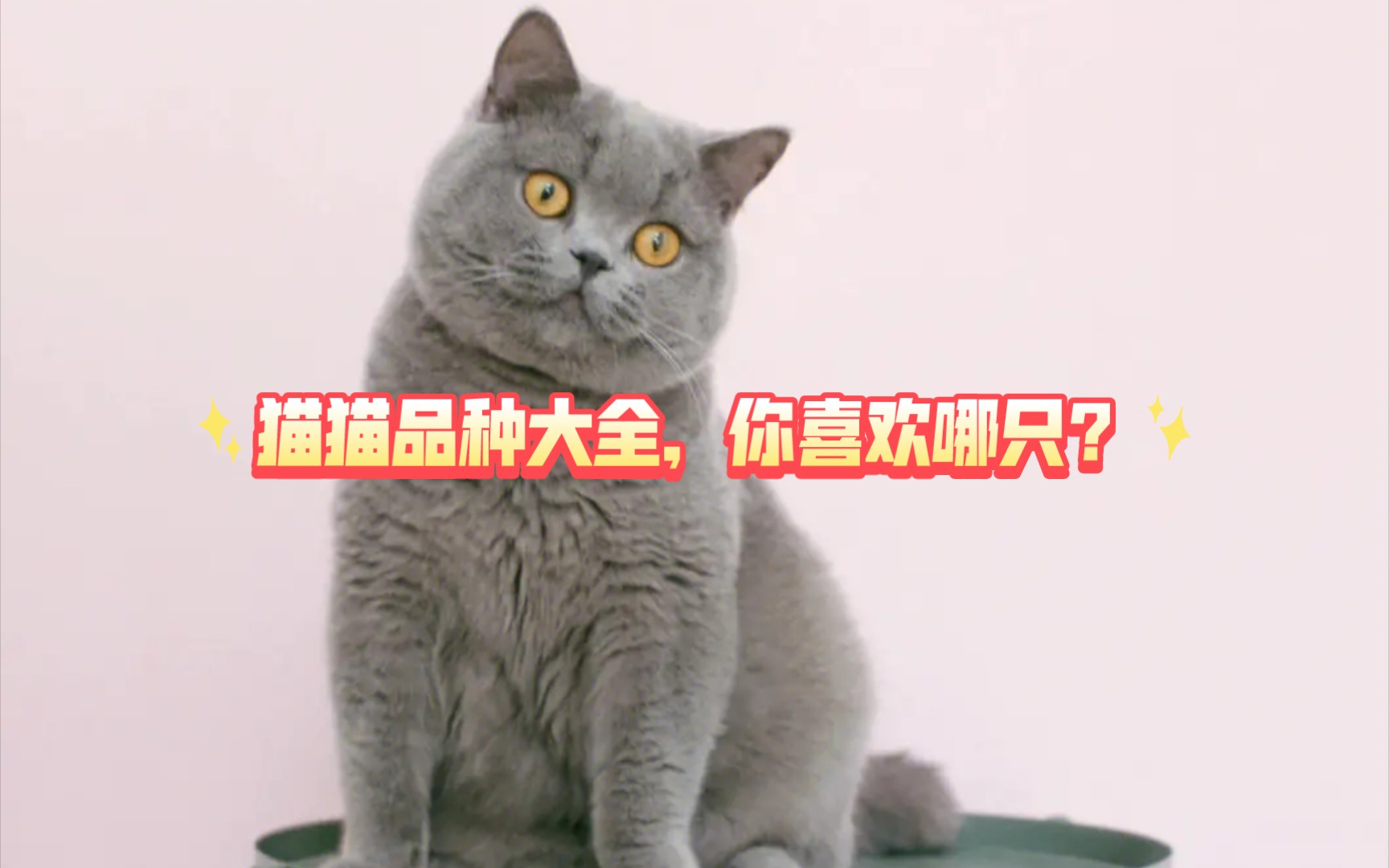 猫猫品种大全,你喜欢哪只?哔哩哔哩bilibili