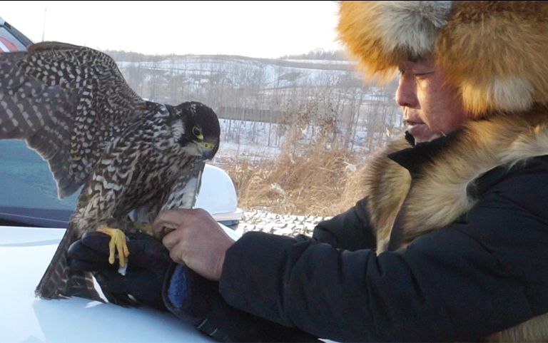 [图]【人文】揭秘满族鹰猎文化，探寻传承千年的驯鹰秘诀（大旅行家的故事）