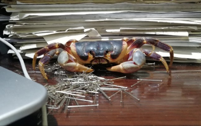 【谢廖沙】浅谈最适合饲养的一种地蟹——拉氏仿地蟹_哔哩哔哩_bili