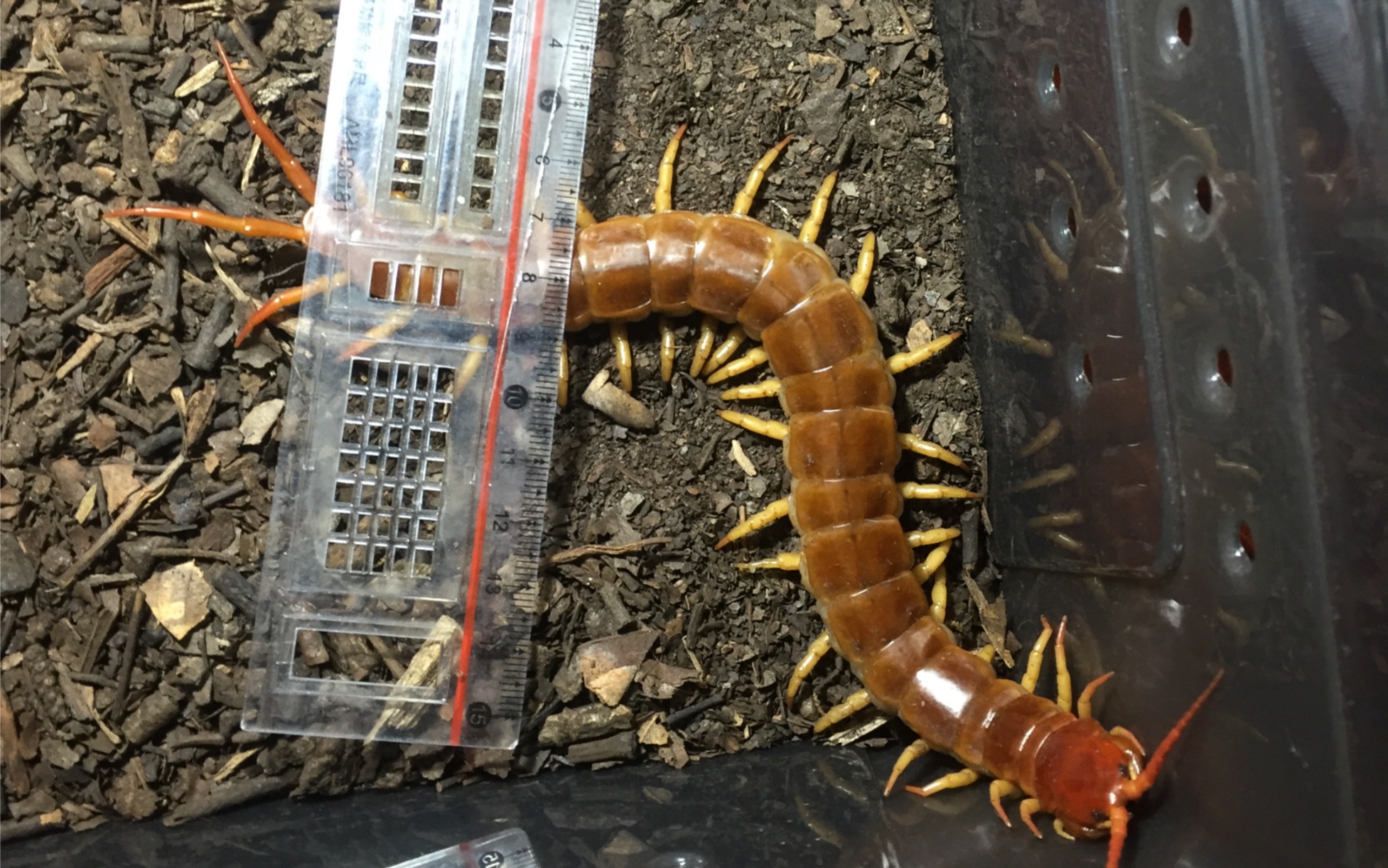 scolopendra dehaani "fire legs"(火焰脚)蜕皮后——巨人蜈蚣
