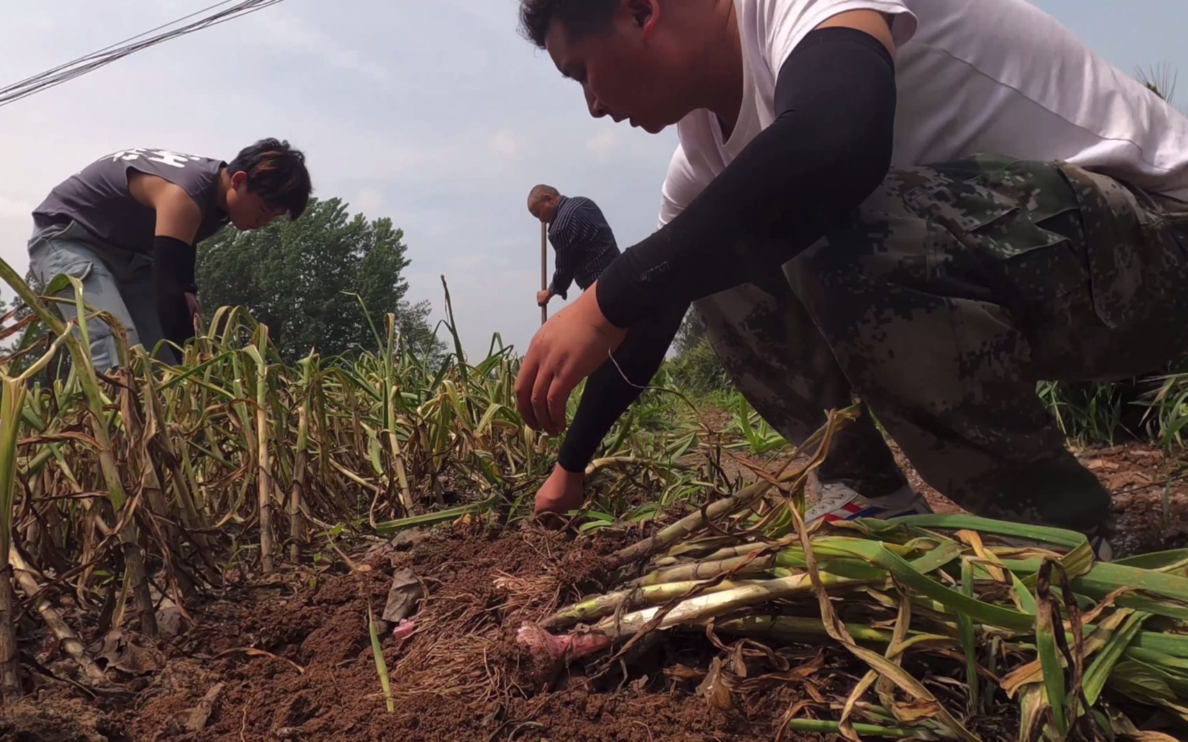 阿董帮丈母娘家拔大蒜,丈母娘还准备了西瓜吃,这幸福来的太突然