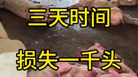 一年白忙活了,损失百万