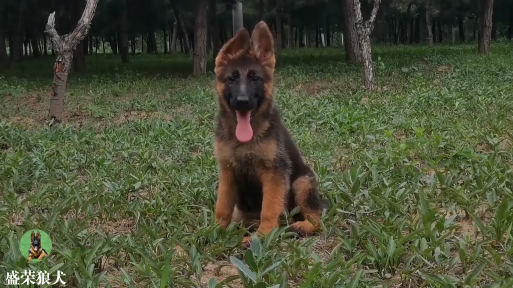 德国狼犬之美 纯种德国牧羊犬繁育