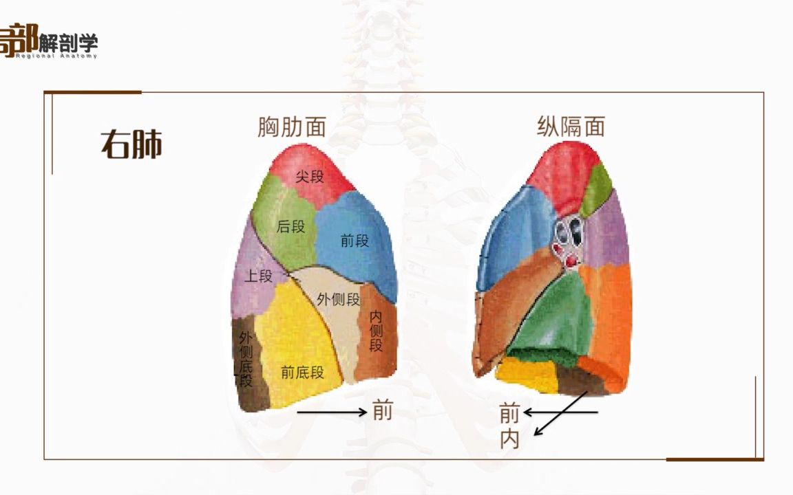 胸肋面图片