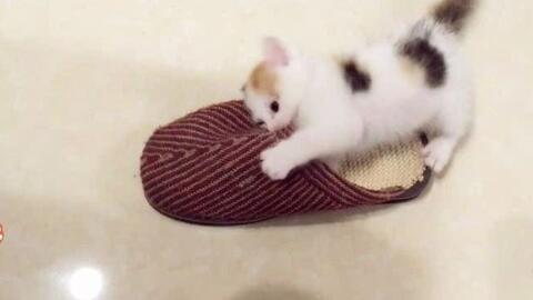 三花猫咪看到镜子中的自己懵逼了 你是谁 哔哩哔哩 つロ干杯 Bilibili