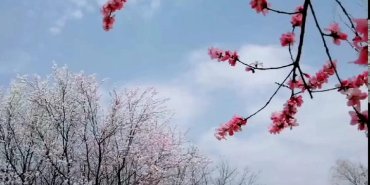 [图]电视剧《隋唐英雄传》插曲《相遇花海》这曲调太好听了，值得推荐