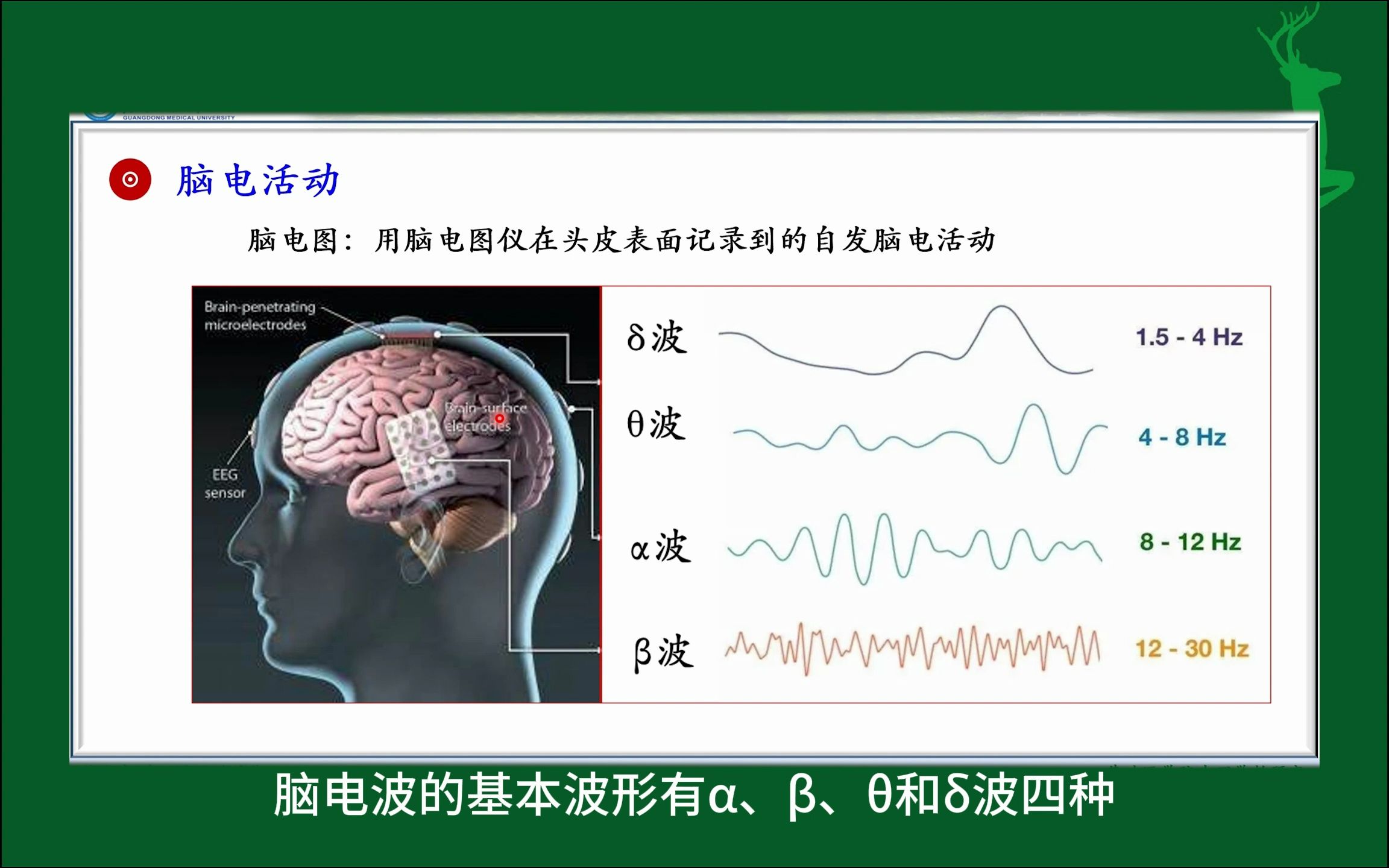 #脑电活动#神经系统的功能#人体生理学#医学知识科普#每天学习一点点哔哩哔哩bilibili